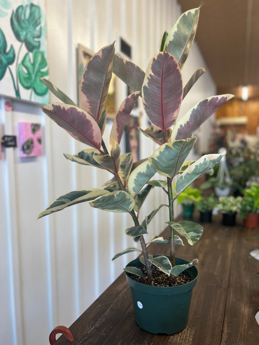 Ficus, 10”