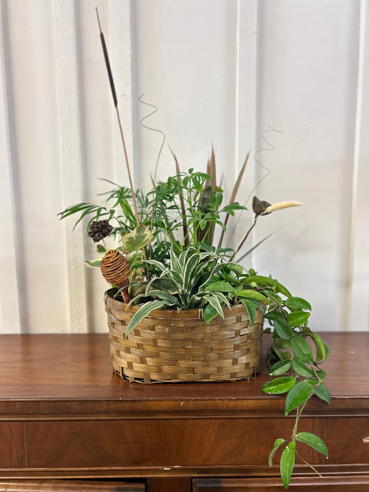 Large Plant Basket Arrangement