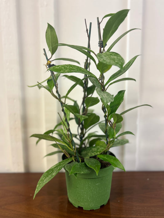 Hoya Publicalyx, tipi