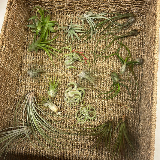 Assorted Airplants