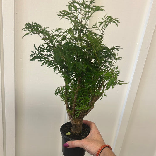 Aralia Stump, Ming 4”