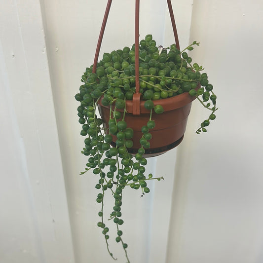 String of Pearls 4” mini hanging basket