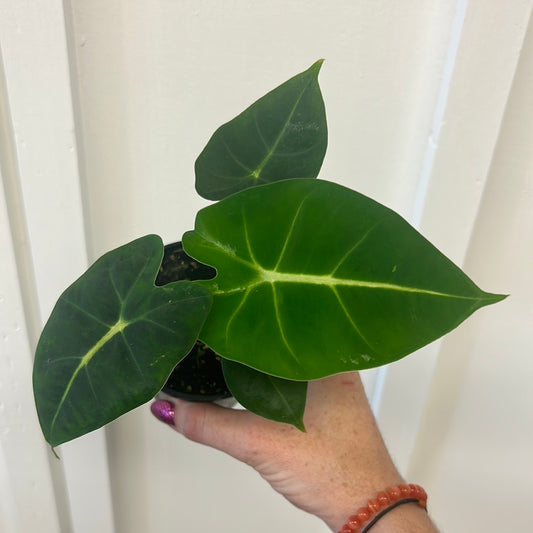 Alocasia Frydek 3.5”