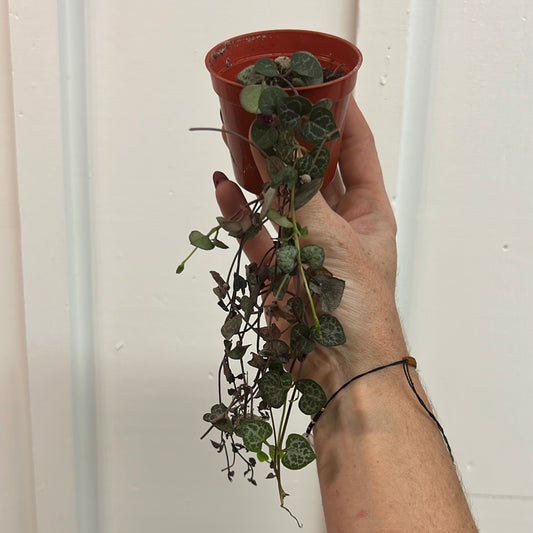 String of Hearts 2.5”