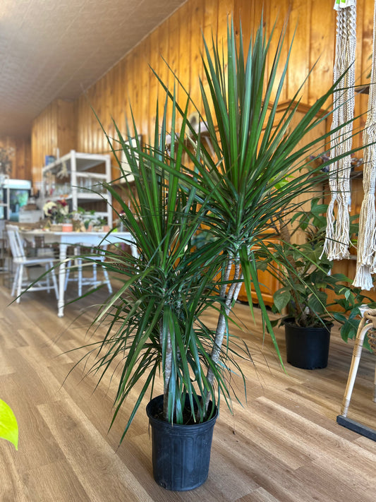 Draceana Marginata, staggered 10”