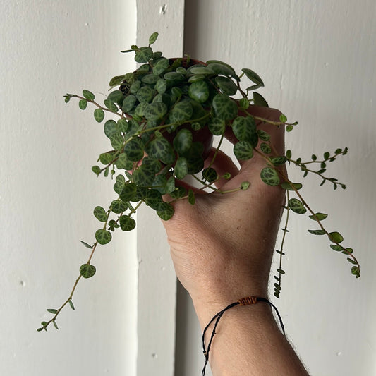 String of Turtles 2.5”