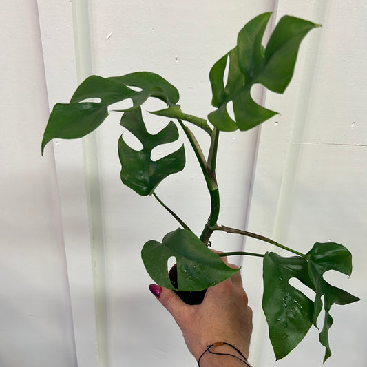 Monstera 2.5”