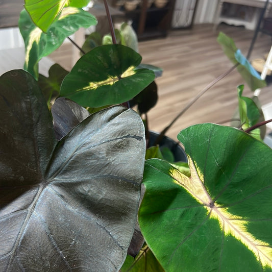 Colocasia Assorted 4”