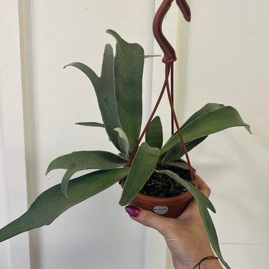 Staghorn Fern 4.5” hanging basket