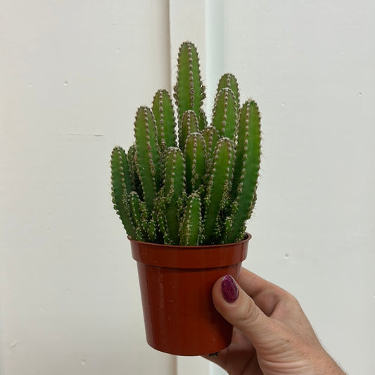 Fairy Castle Cactus 3.5”