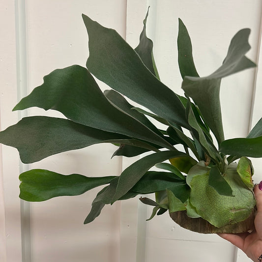 Staghorn Fern on cedar disk