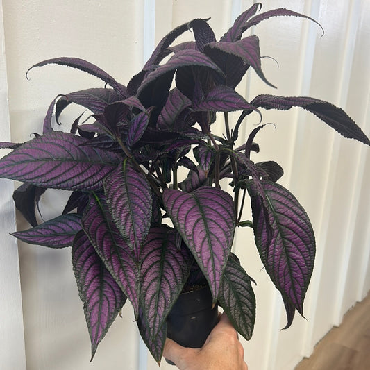 Persian Shield