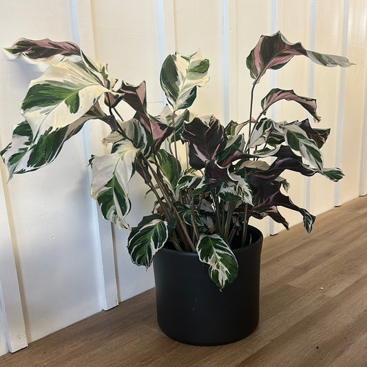Calathea White Fusion 8”