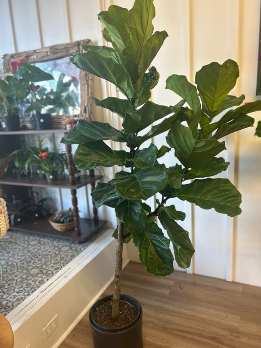 Ficus Lyrata Tree, 10”