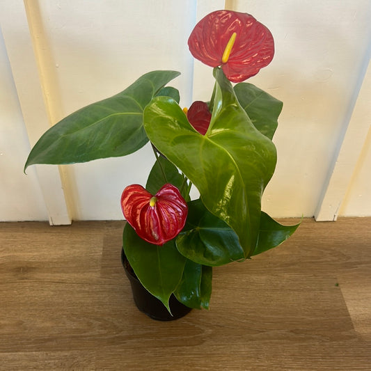 Anthurium Andreanum 6”