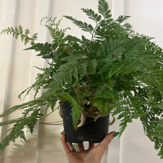 Rabbit Foot Fern, 6”