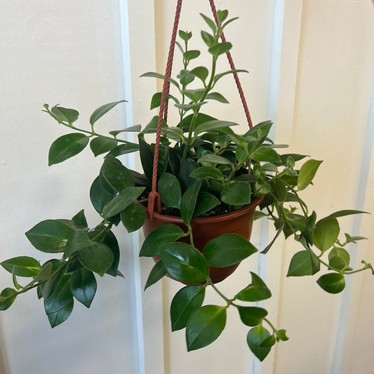 Lipstick Plant 6” hanging basket