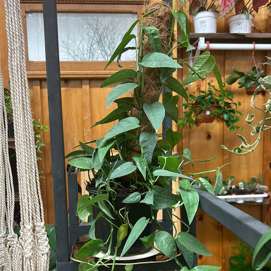 Cebu Blue Pothos 6” pole