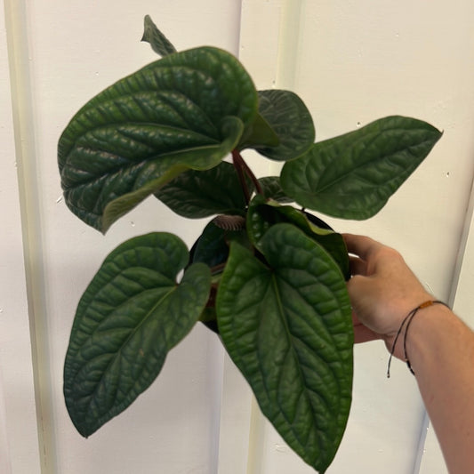 Monstera 6”