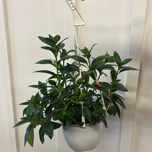 Goldfish Plant, hanging basket
