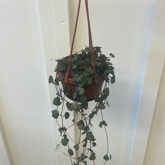 String of Hearts, 4.5” hanging basket