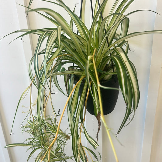 Spider Plant, 6” hanging basket