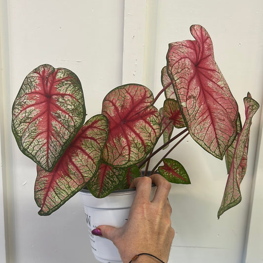 Caladium 6”