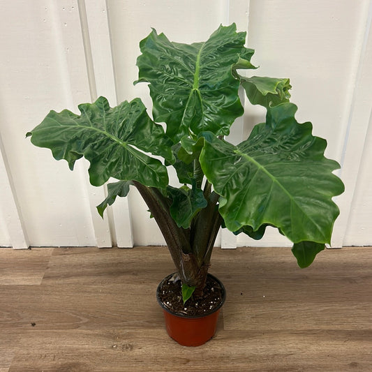 Alocasia Low Rider