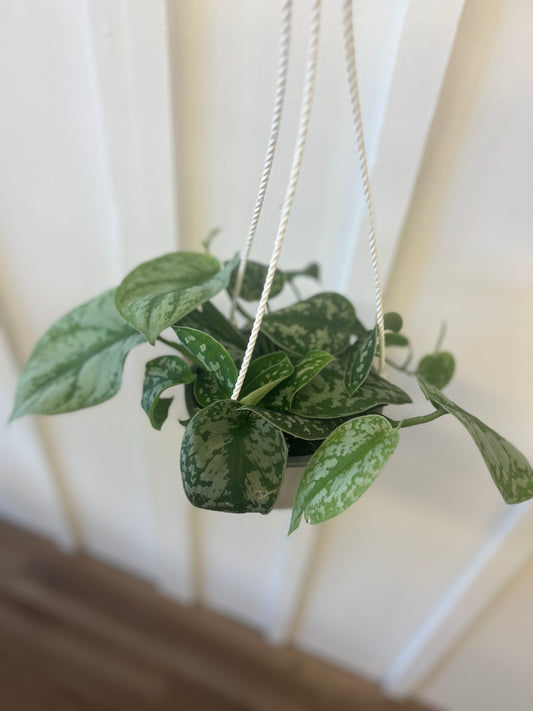 Scindapsis Picta 6” hanging basket