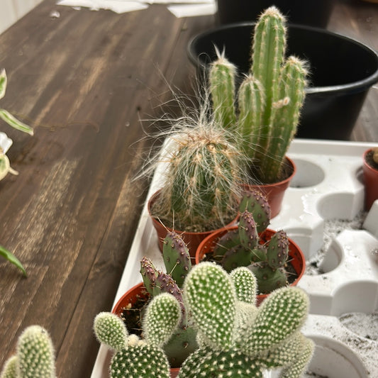 Cactus Assorted