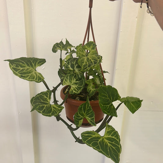 Syngonium Batik 4.5” hanging basket