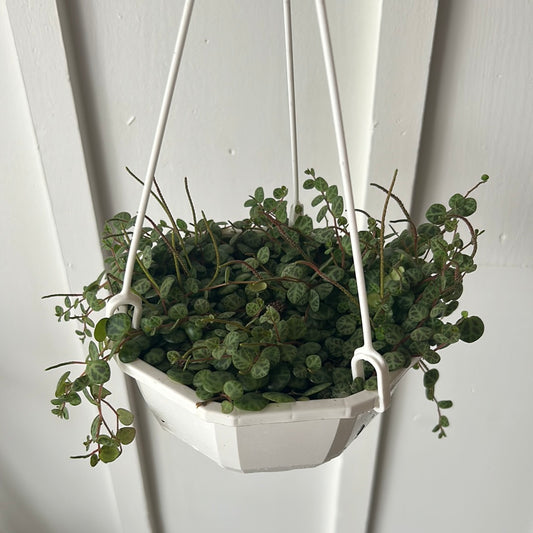 String of Turtles, hanging basket